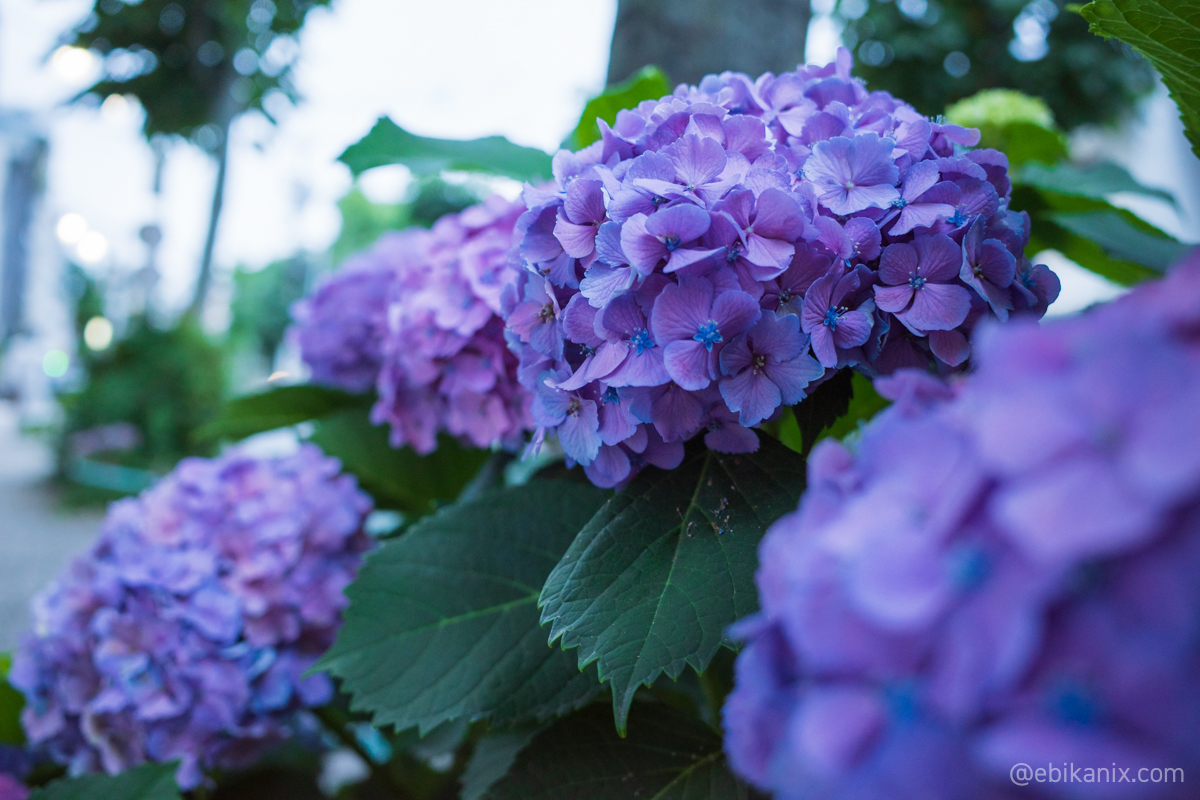 紫陽花の小さな花が咲いてる
