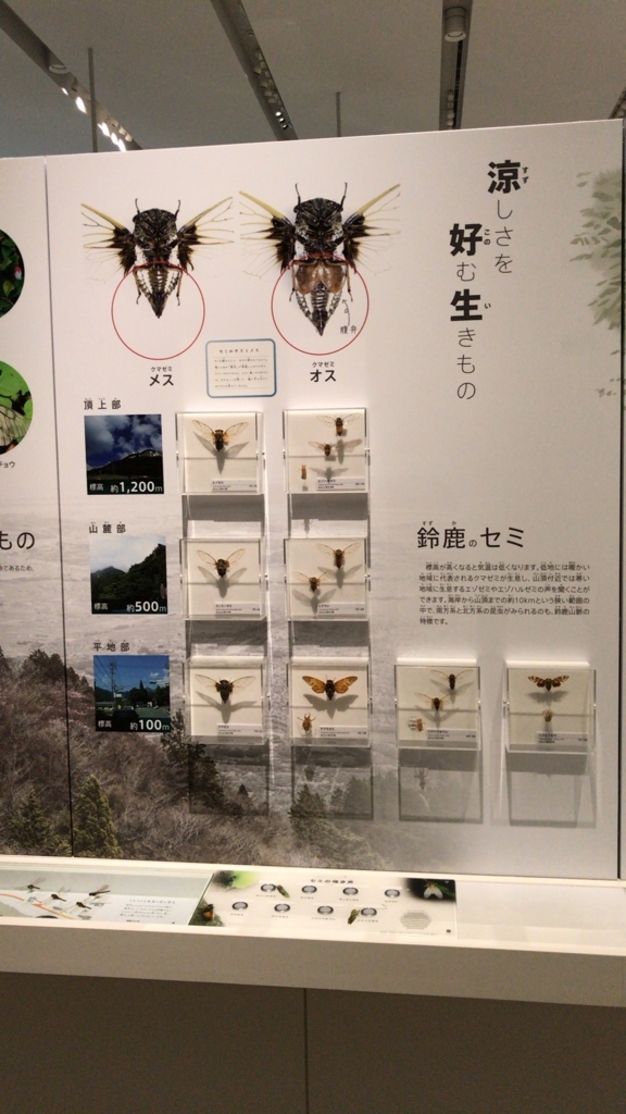 f:id:ebikazuki:20180124215944j:plain f:id:ebikazuki:20180124215944j:plain