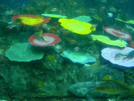 足摺海洋館の変なサンゴ