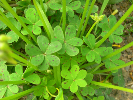 f:id:ebikusu:20100321184351j:image f:id:ebikusu:20100321184351j:image
