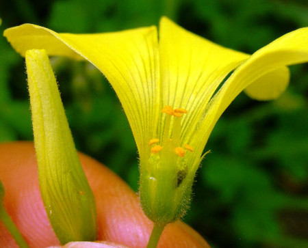 f:id:ebikusu:20100321184352j:image f:id:ebikusu:20100321184352j:image