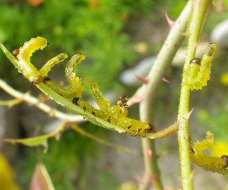 f:id:ebikusu:20110812185635j:image f:id:ebikusu:20110812185635j:image
