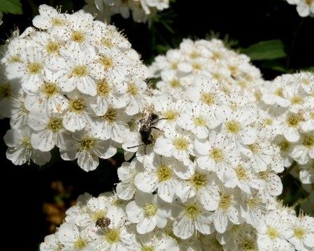 春に咲く樹木の白い花 ユキヤナギ コデマリ ウツギ 卯の花 Ebikusu S Diary