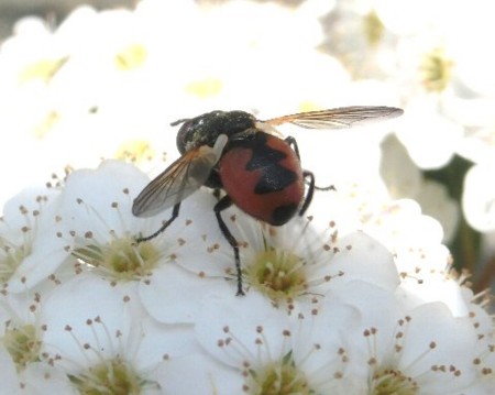 f:id:ebikusu:20150429213128j:image f:id:ebikusu:20150429213128j:image