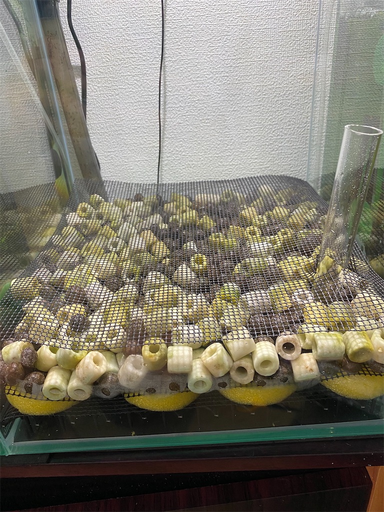 f:id:ebimedakaeru:20200928094134j:image
