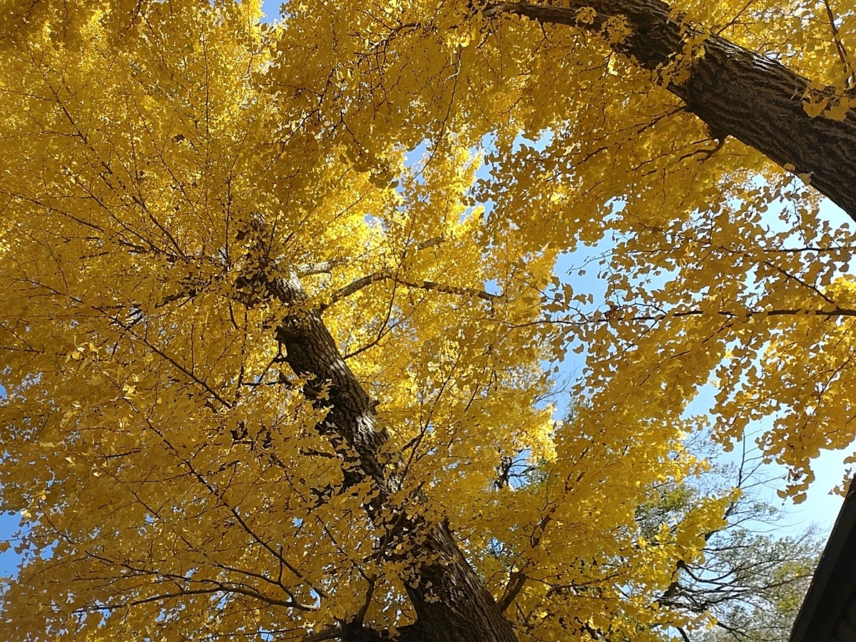 福全寺跡の大イチョウ　ちょうど見頃