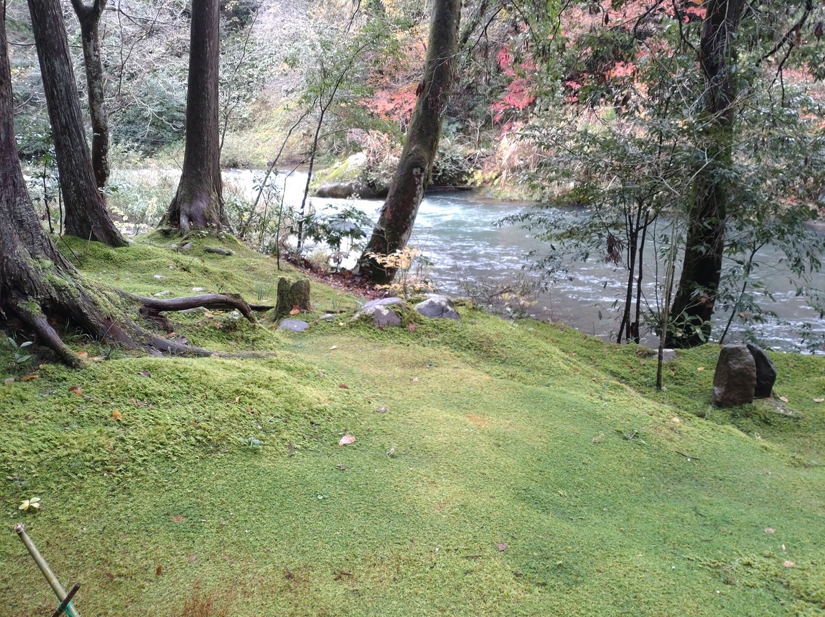 鶴仙渓の苔