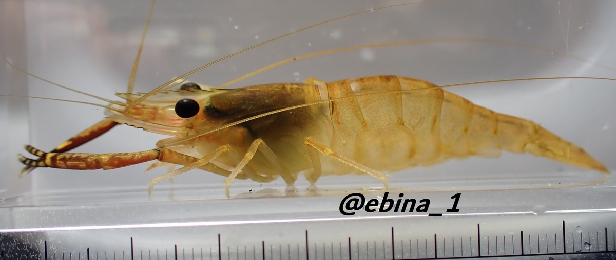 コンジンテナガエビ Macrobrachium Lar Crazy Shrimp