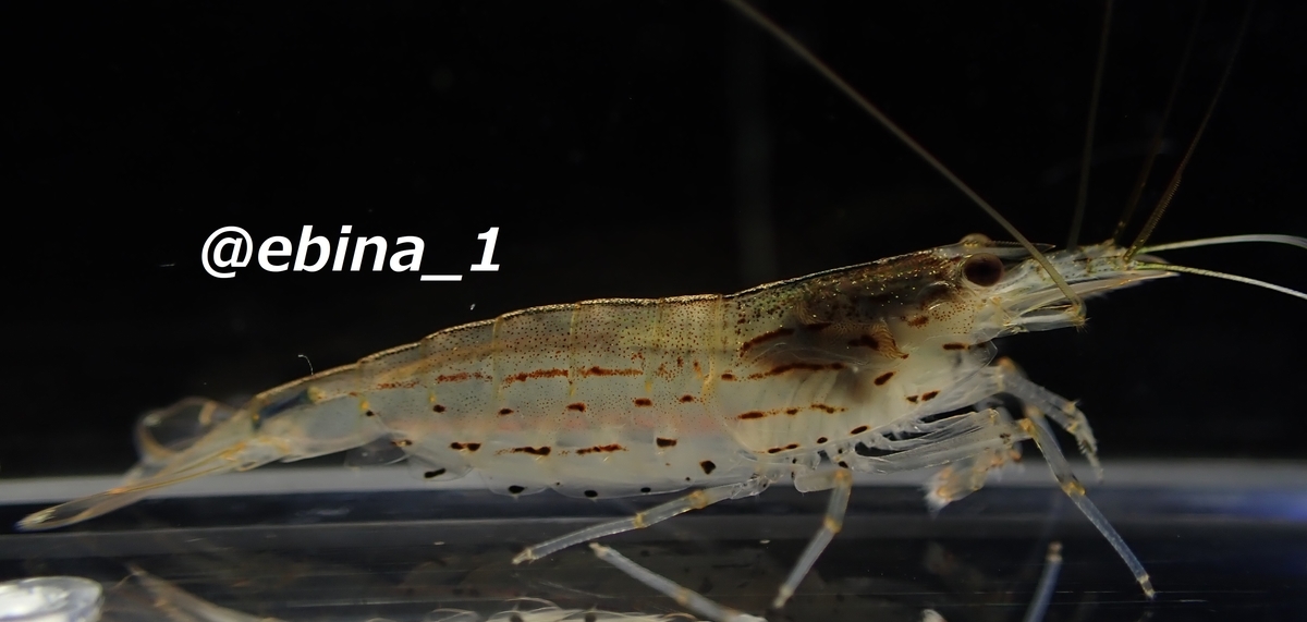 ヤマトヌマエビ Caridina Multidentata Crazy Shrimp ヤマトヌマエビ Caridina Multidentata Crazy Shrimp