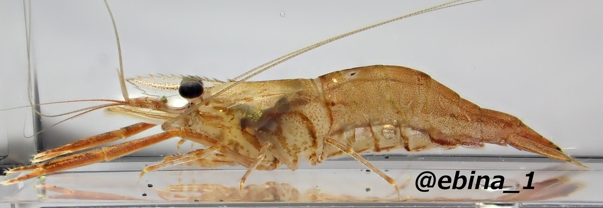 ミナミテナガエビ Macrobrachium Formosense Crazy Shrimp