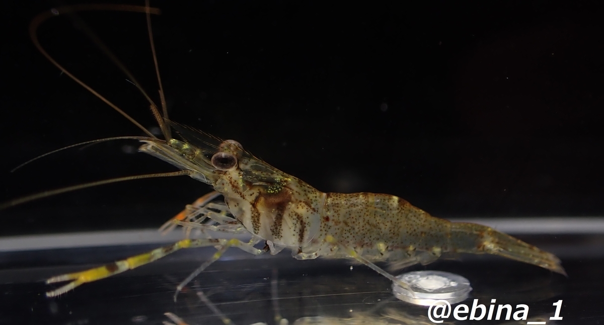 ミナミテナガエビ Macrobrachium Formosense Crazy Shrimp