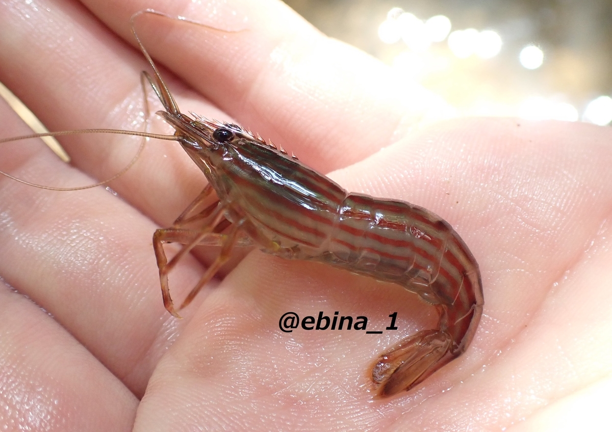 ツブテナガエビ Macrobrachium Gracilirostre Crazy Shrimp