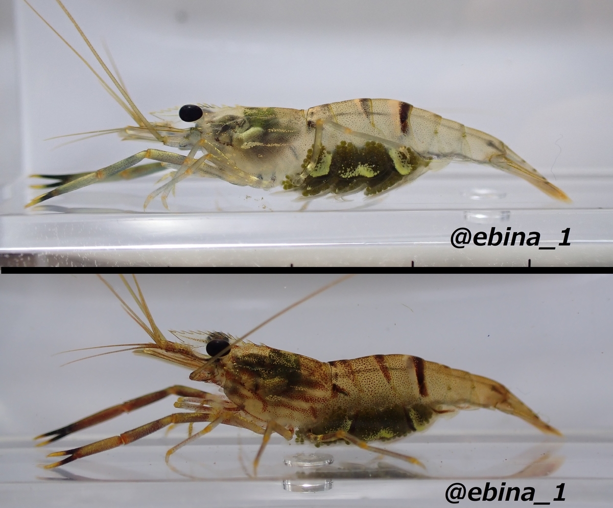 ヒラテテナガエビ Macrobrachium japonicum - Crazy Shrimp