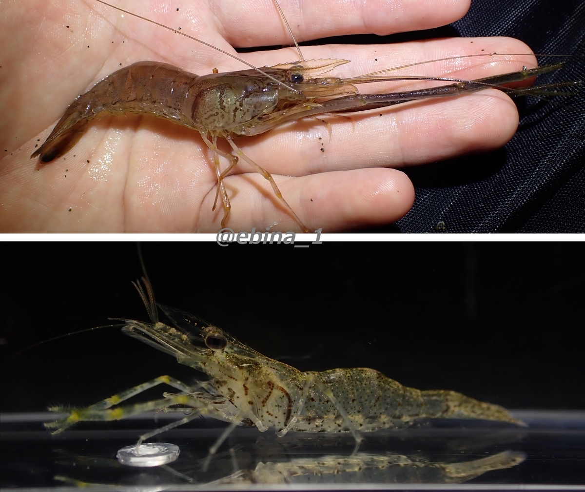 全17種類 日本のテナガエビ図鑑 Crazy Shrimp 全17種類 日本のテナガエビ図鑑 Crazy Shrimp
