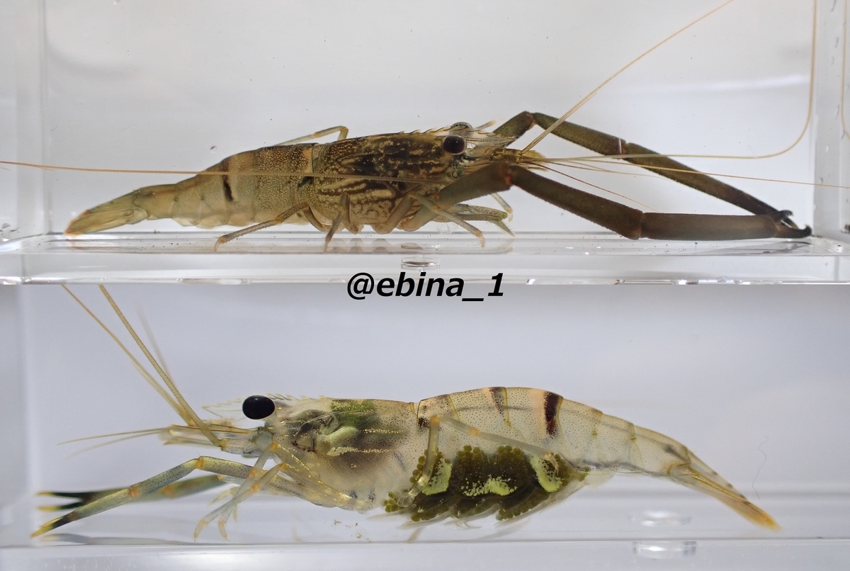 全17種類 日本のテナガエビ図鑑 Crazy Shrimp