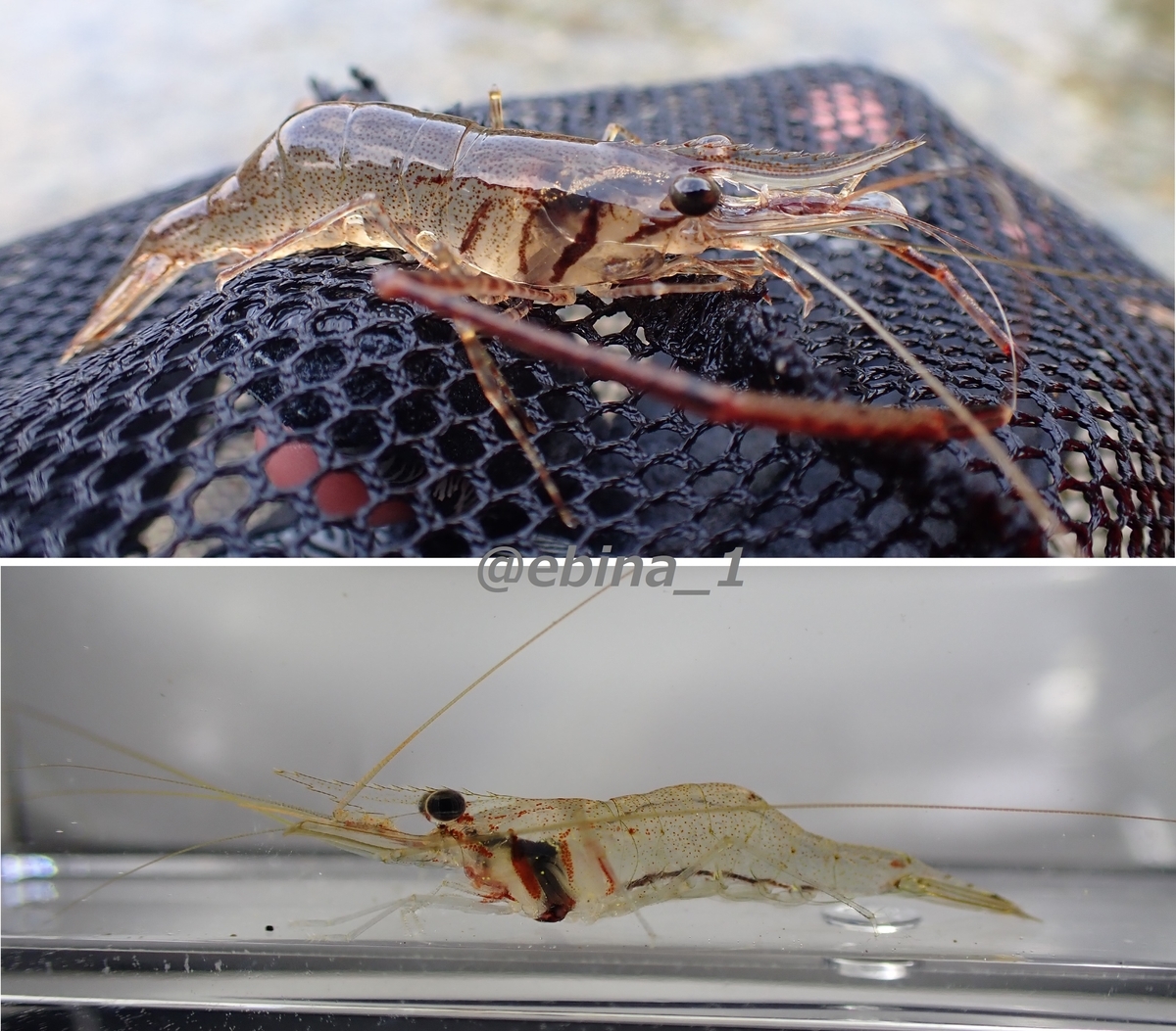 全18種類】日本のテナガエビ図鑑 - Crazy Shrimp