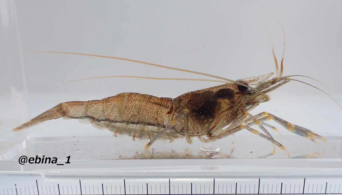 スジエビ Bタイプ Palaemon sp. - Crazy Shrimp
