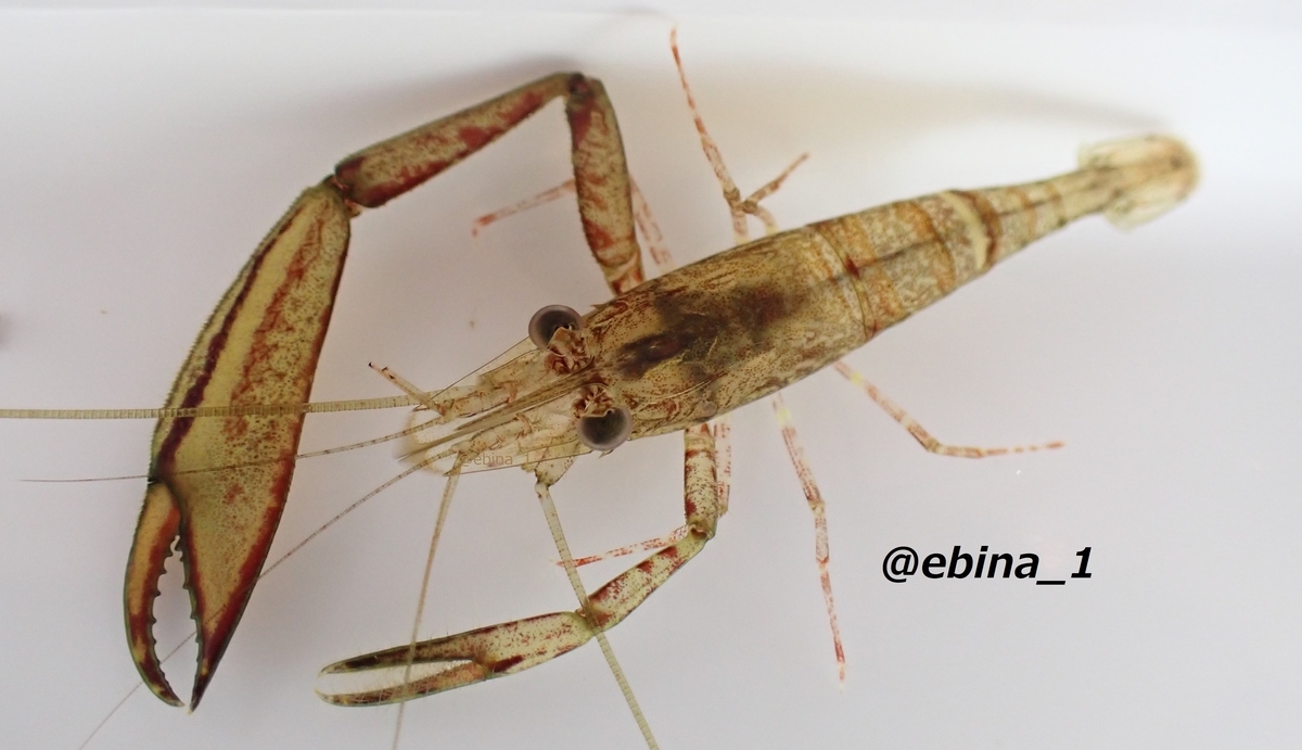 ゴシキエビ 標本 アンティーク ゴシキエビ 標本 アンティーク 剥製