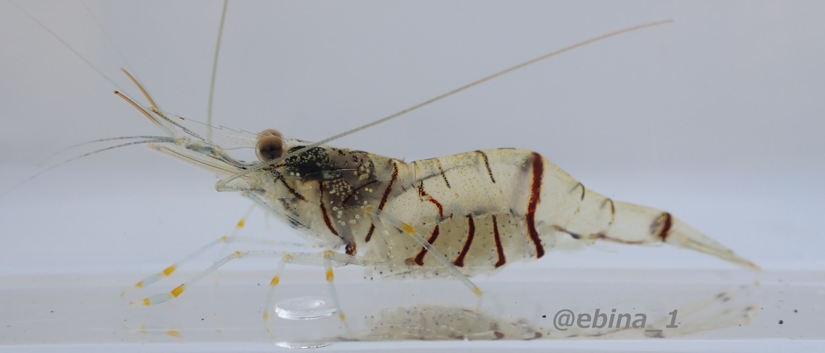 スジエビ Cタイプ Palaemon Sp Crazy Shrimp