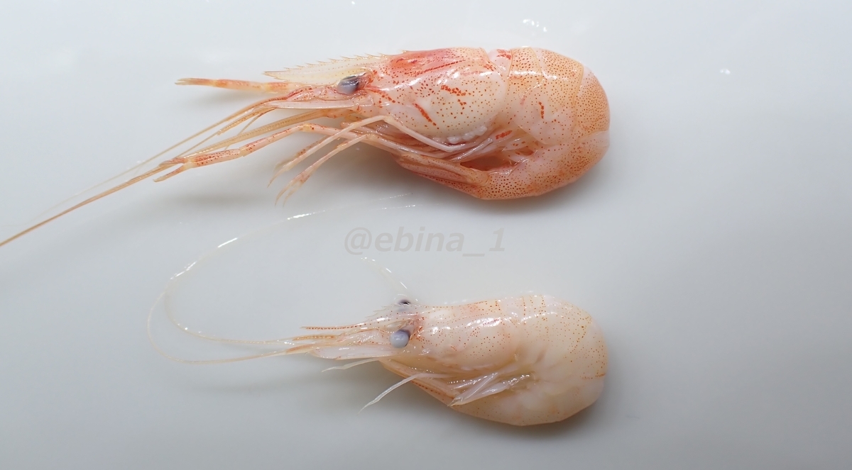 超マイナー!?】汽水性スジエビ図鑑 - Crazy Shrimp