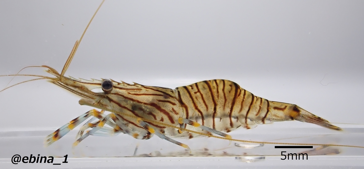 【超マイナー!?】汽水性スジエビ図鑑 - Crazy Shrimp