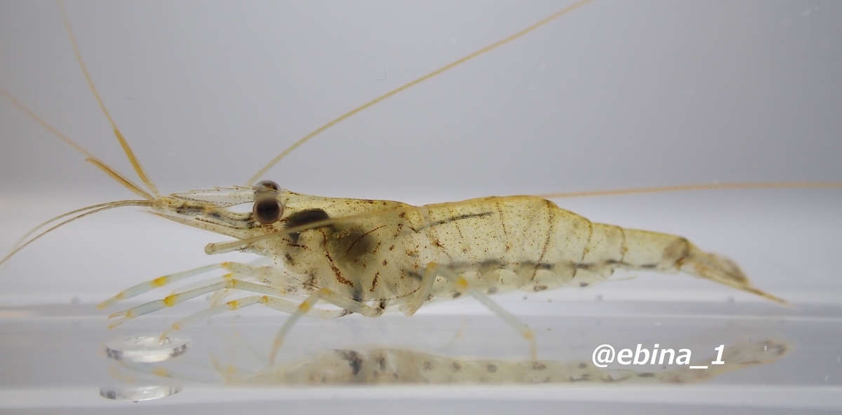 スジエビ Aタイプ Palaemon paucidens - Crazy Shrimp