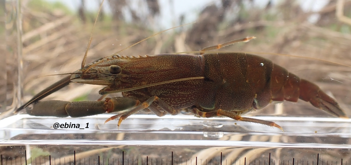 ヒラテテナガエビ Macrobrachium japonicum - Crazy Shrimp