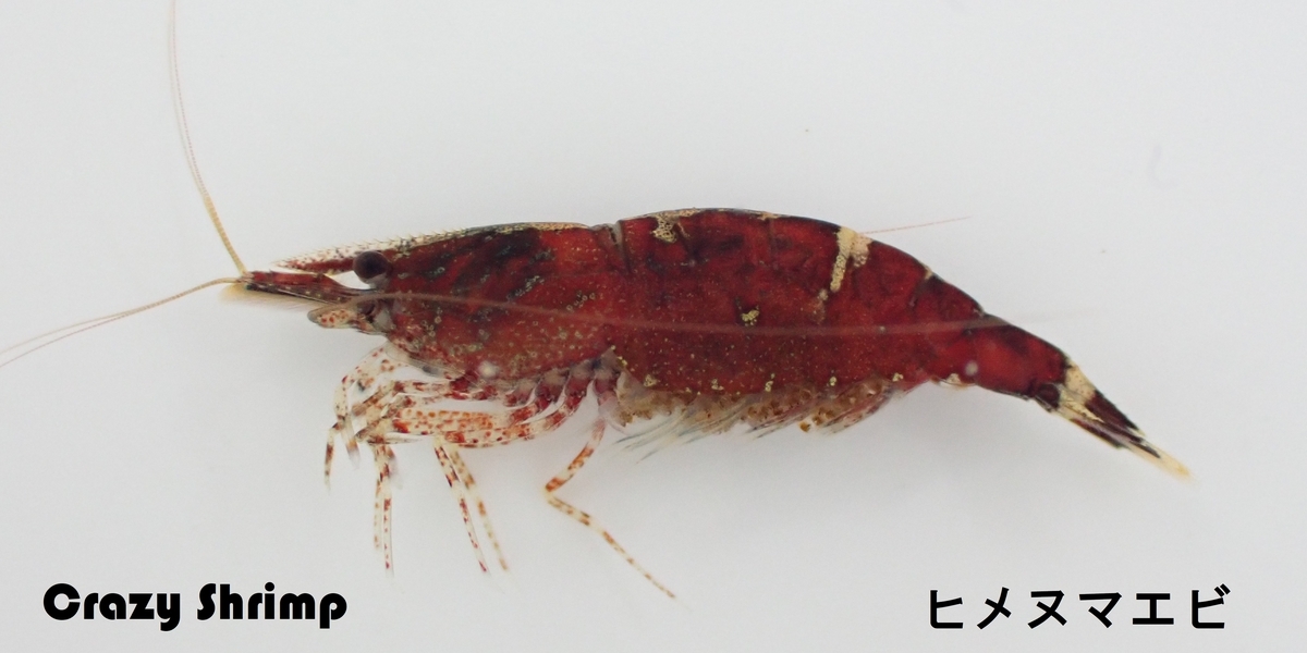 Crazy Shrimp Photo Library - Crazy Shrimp