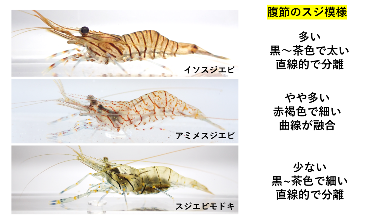 アミメスジエビ Palaemon parvibrachium - Crazy Shrimp