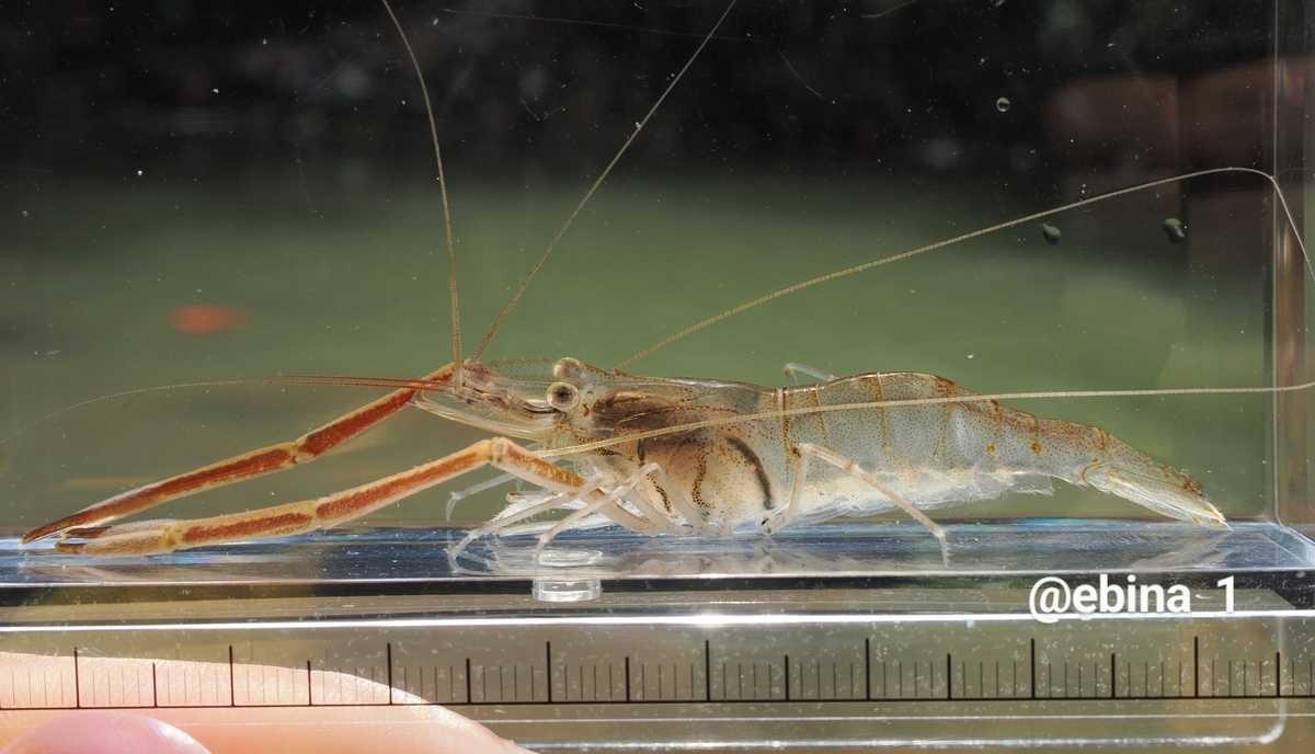 世界川エビ紀行 #18 ~ Bogor - 2 - Crazy Shrimp