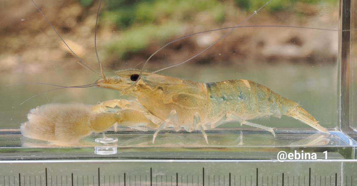 世界川エビ紀行 #18 ~ Bogor - 2 - Crazy Shrimp
