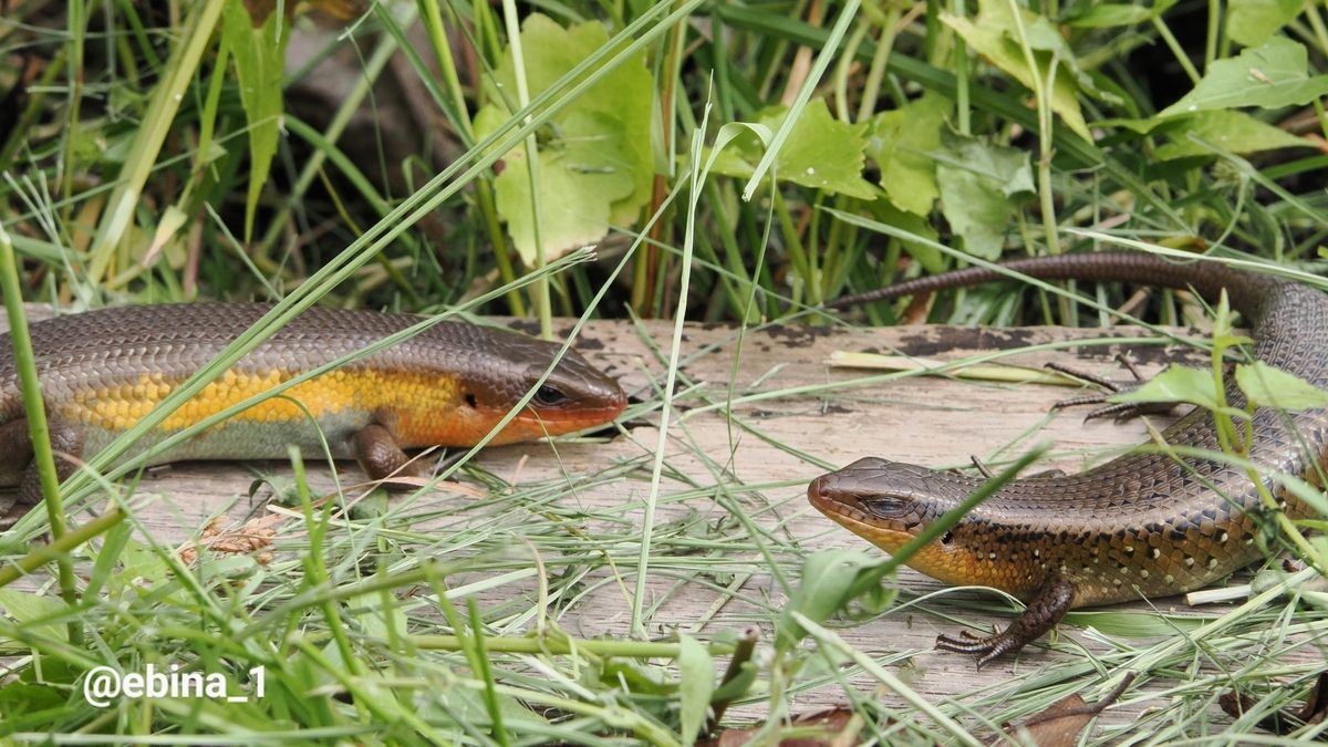 世界川エビ紀行 #19 ~ Sulawesi - 1 - Crazy Shrimp
