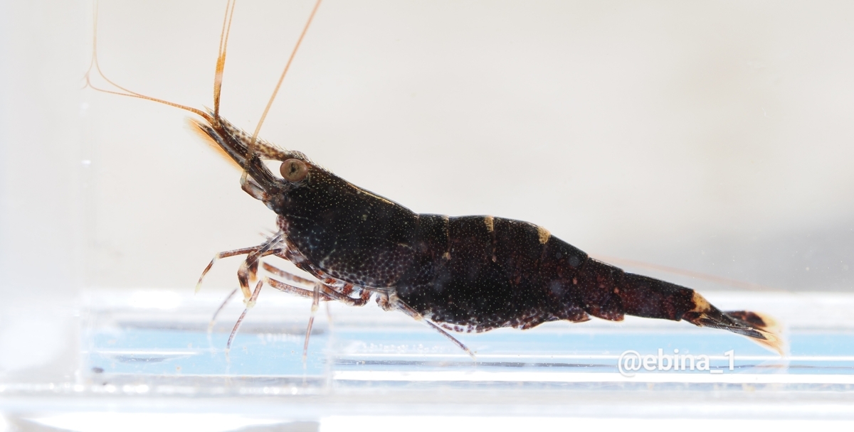 世界川エビ紀行 #19 ~ Sulawesi - 1 - Crazy Shrimp