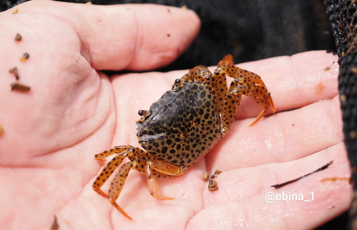 世界川エビ紀行 #19 ~ Sulawesi - 1 - Crazy Shrimp