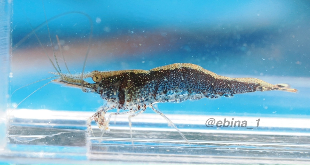 世界川エビ紀行 #19 ~ Sulawesi - 1 - Crazy Shrimp