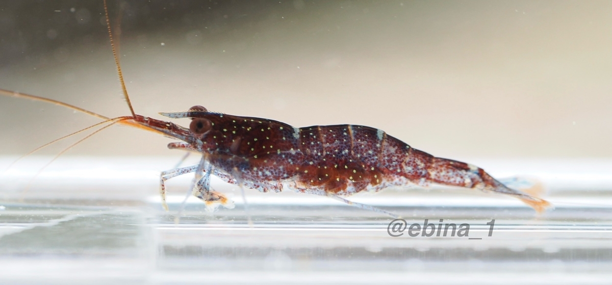 世界川エビ紀行 #19 ~ Sulawesi - 1 - Crazy Shrimp