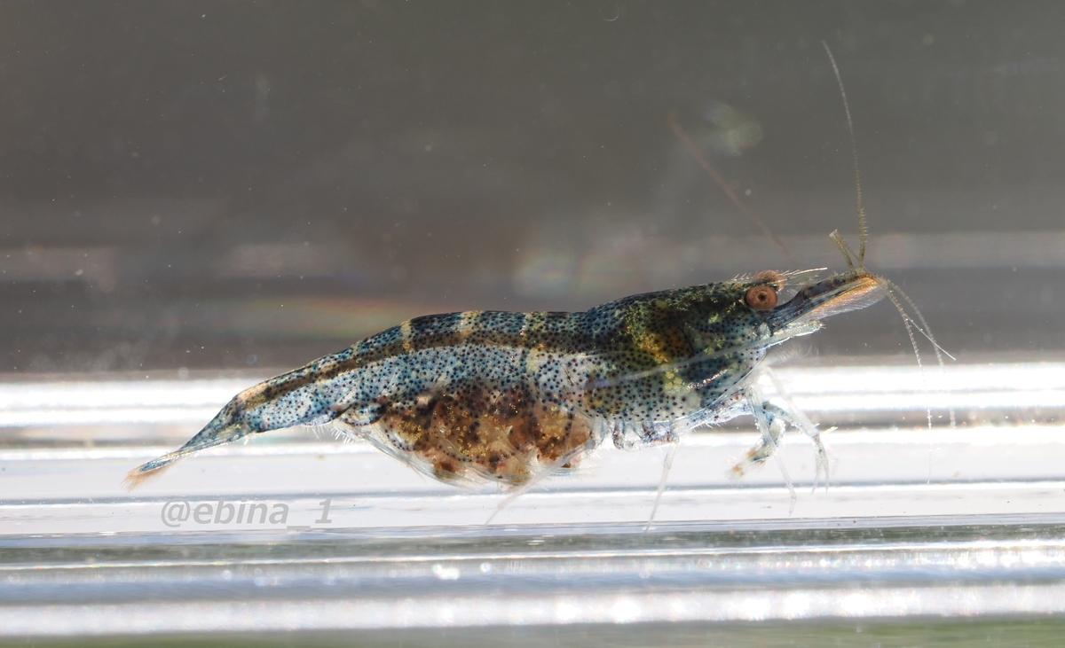 世界川エビ紀行 #20 ~ Sulawesi - 2 - Crazy Shrimp
