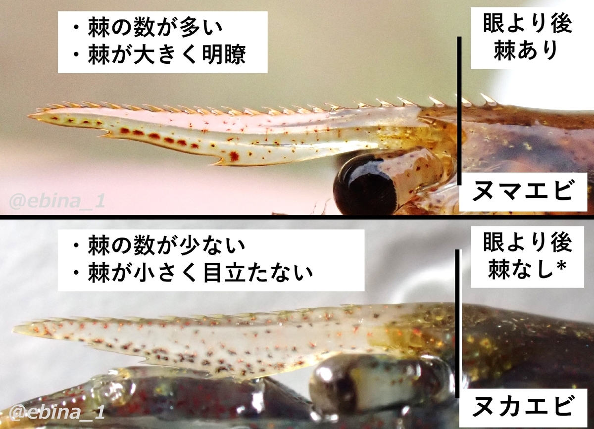 【川エビ図鑑】写真でわかるヌマエビ7種の見分け方 - Crazy Shrimp
