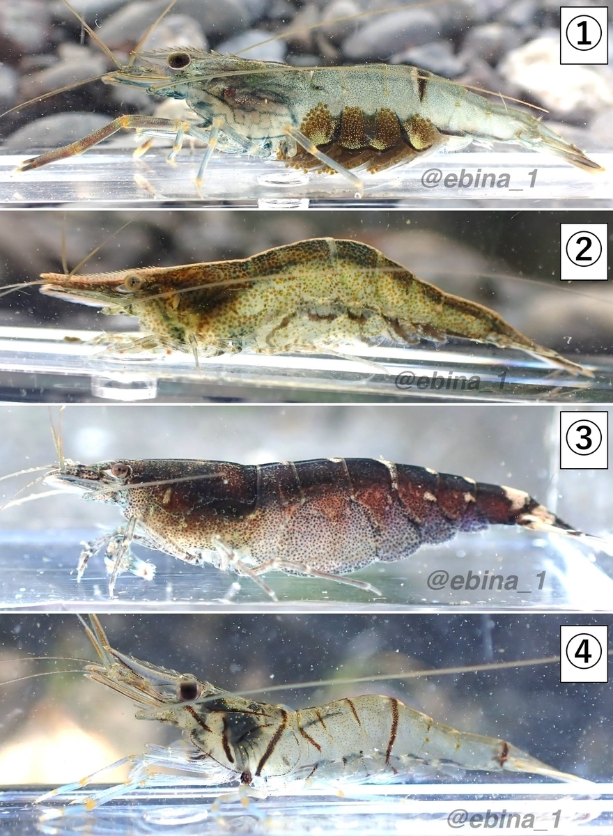【川エビ図鑑】身近な川エビ12種の見分け方 ① - Crazy Shrimp