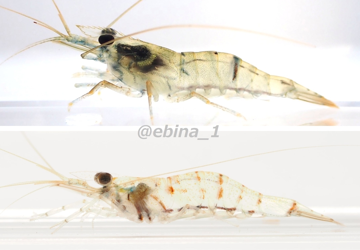 【川エビ図鑑】身近な川エビ12種の見分け方 ① - Crazy Shrimp