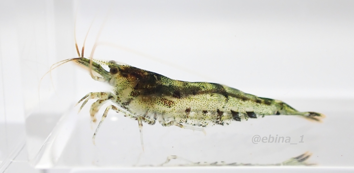 【全25種類】南西諸島のヌマエビ図鑑 - Crazy Shrimp