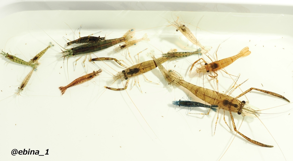 川エビ図鑑】身近な川エビ12種の見分け方 ① - Crazy Shrimp