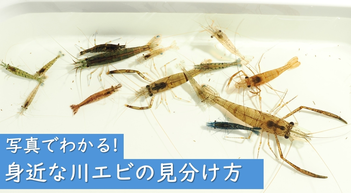 川エビ図鑑】身近な川エビ12種の見分け方 ① - Crazy Shrimp