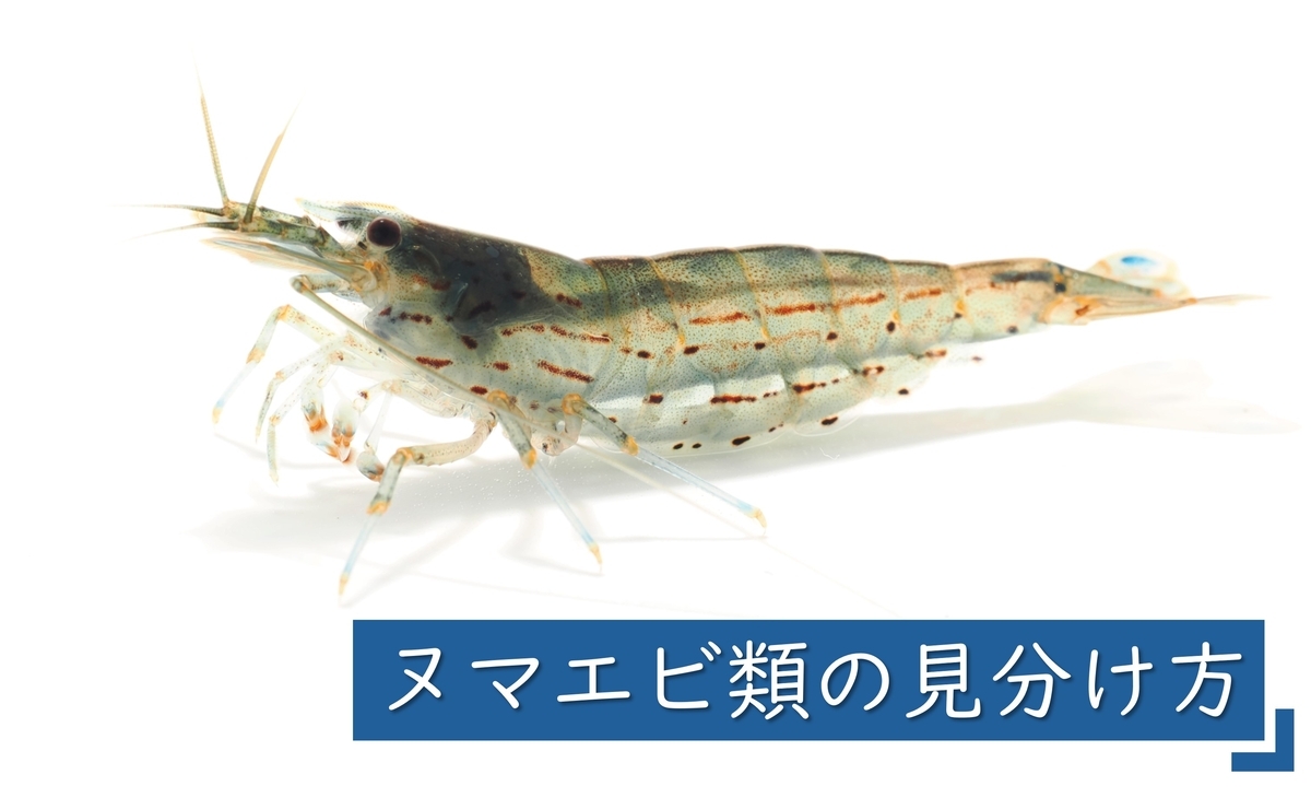 川エビ図鑑】身近な川エビ12種の見分け方 ① - Crazy Shrimp