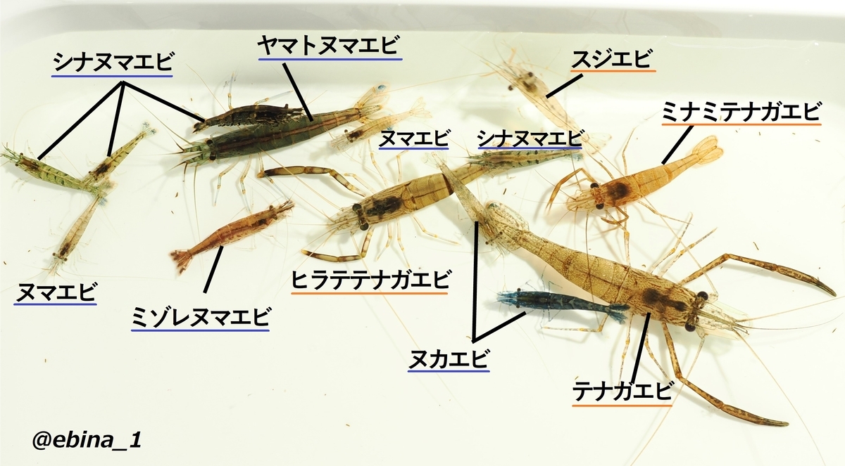 えび様確認ページ ポイントで投票！モンストグッズ化総選挙」結果発表&ファンと