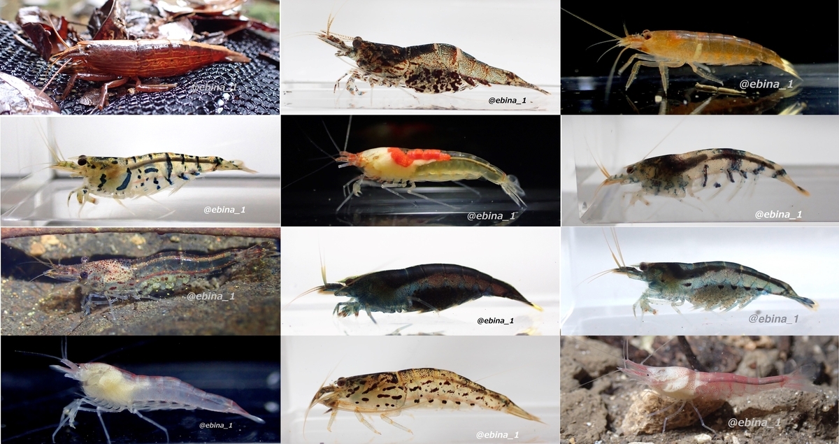 えびページ Crazy Shrimp