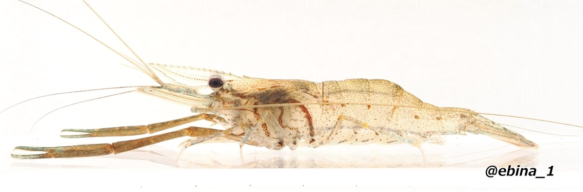 日本の淡水エビ図鑑 ~ 身近で見られる川エビ14種 - Crazy Shrimp