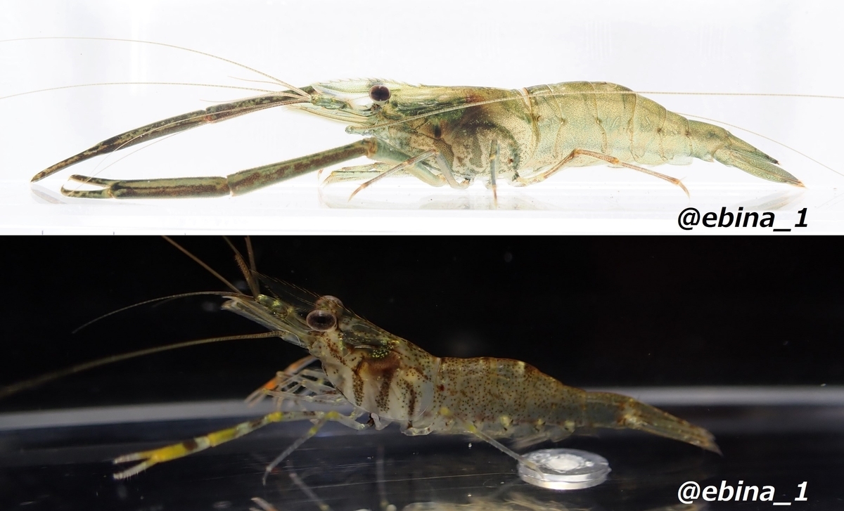 日本の淡水エビ図鑑 ~ 身近で見られる川エビ14種 - Crazy Shrimp