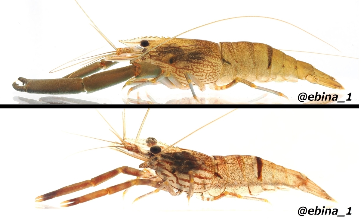 日本の淡水エビ図鑑 ~ 身近で見られる川エビ14種 - Crazy Shrimp