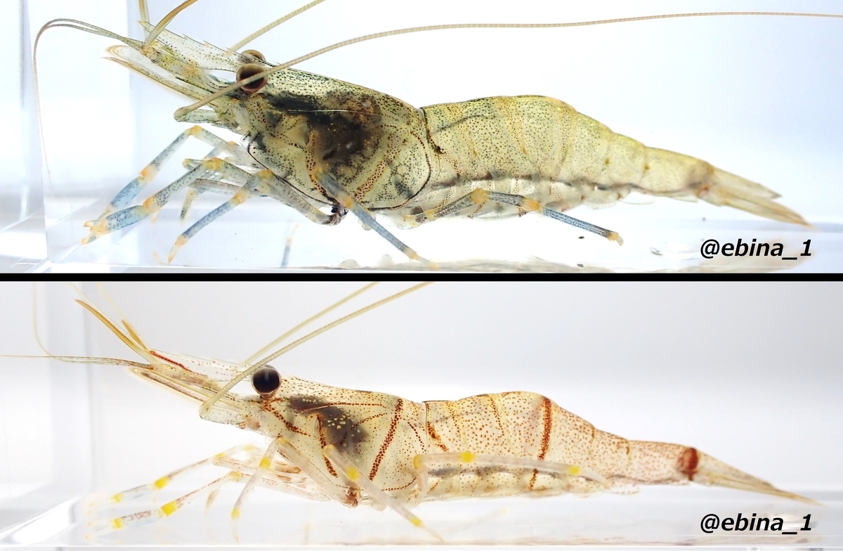 日本の淡水エビ図鑑 ~ 身近で見られる川エビ14種 - Crazy Shrimp